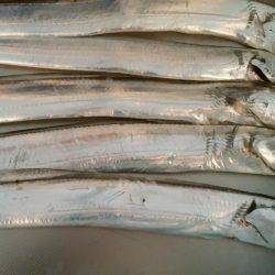 まだまだ太刀魚